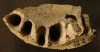 Moulage de maxillaire droit de Néandertalien juvénile 